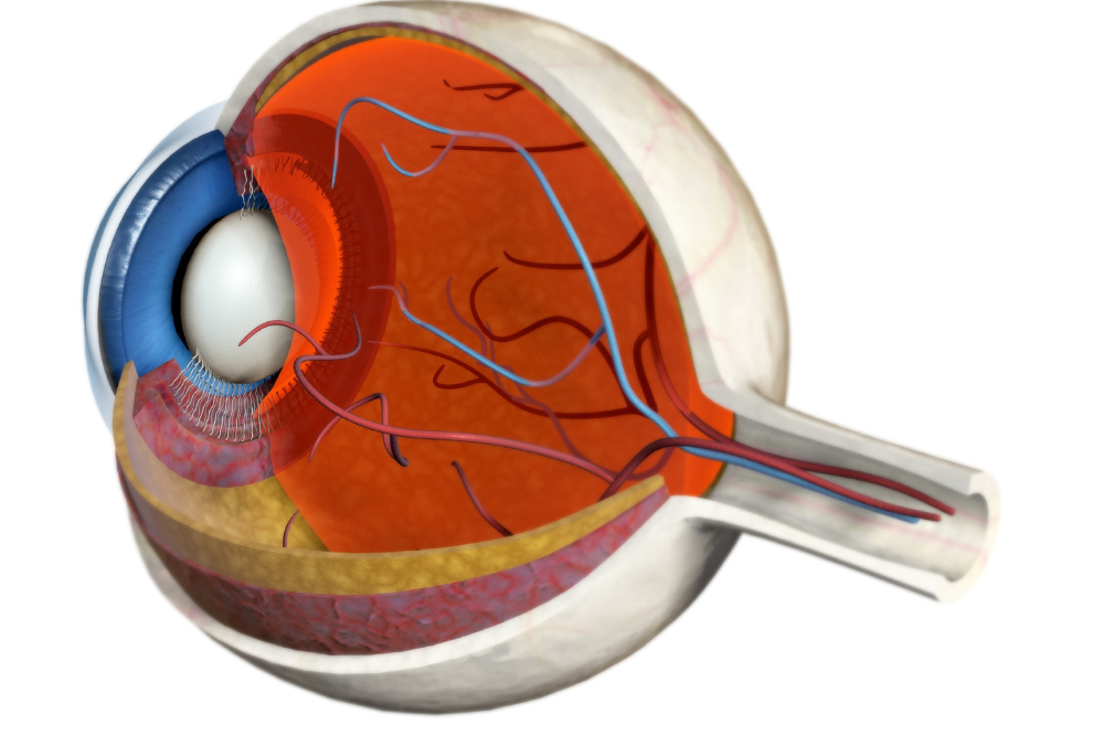 maculopatia essudativa polipoide